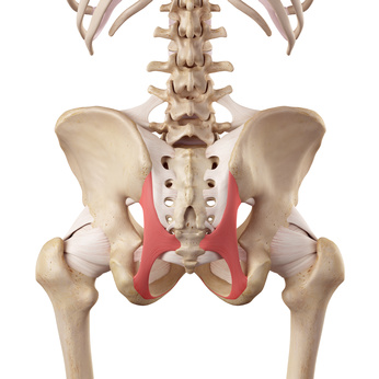 腰痛の原因になる骨盤、背骨の模型画像